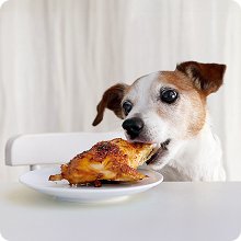 wholesale ebpp magnetic list of foods dogs can eat - dog feeding chart fridge magnet - foods dogs shouldnt eat chart decorative magnets - dog safety emergency numbers magnet - new puppy essentials 9.75