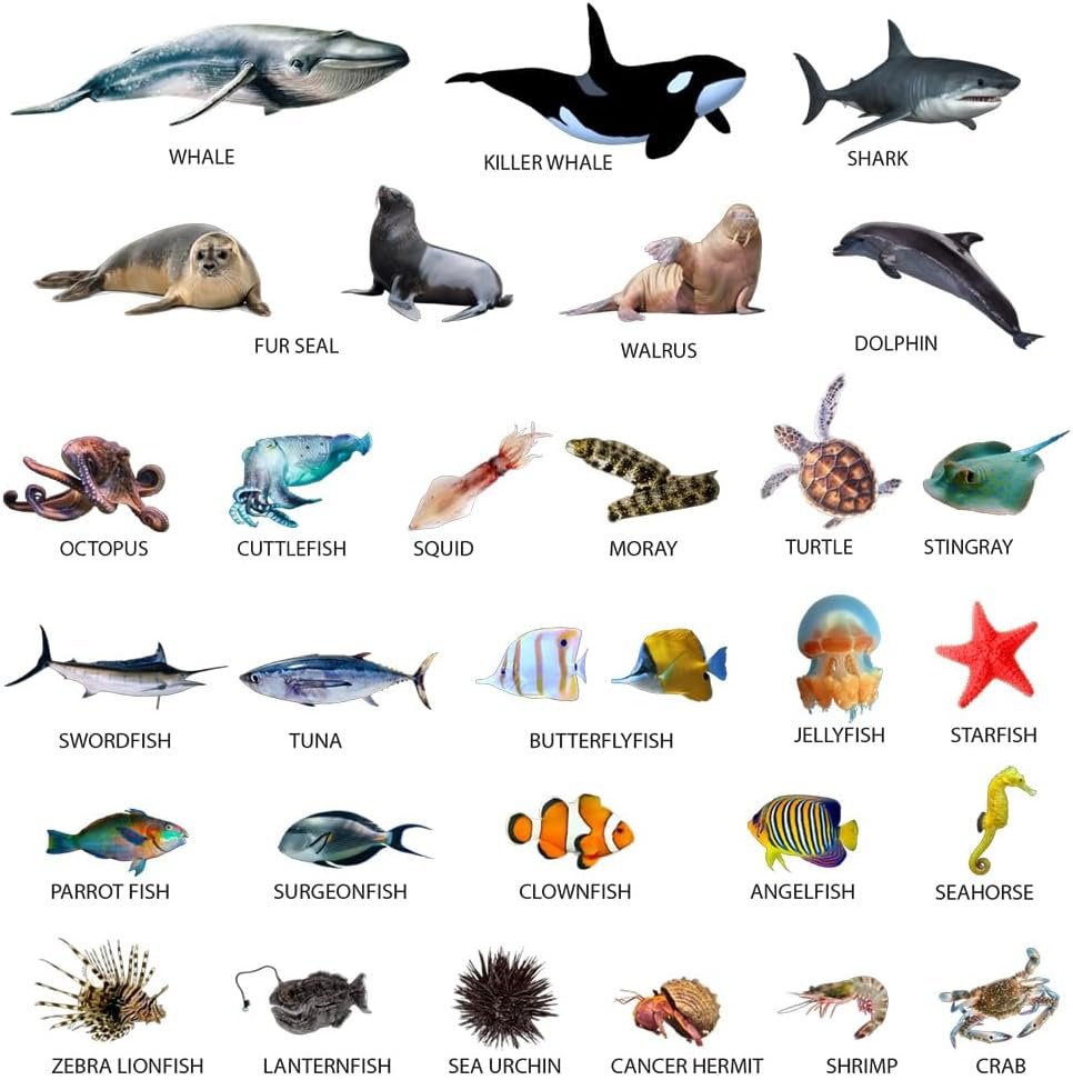 wholesale fridge magnets for toddlers - 30 sea photo kids magnets for fridge - toddler magnets for refrigerator - magnetic animals - fridge magnets for kids - animal magnets - toddler fridge magnets factory & supplier oem
