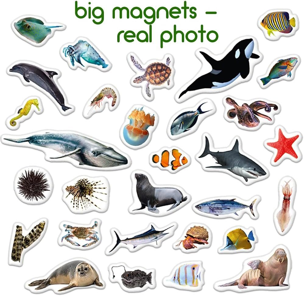 wholesale fridge magnets for toddlers - 30 sea photo kids magnets for fridge - toddler magnets for refrigerator - magnetic animals - fridge magnets for kids - animal magnets - toddler fridge magnets factory & supplier oem