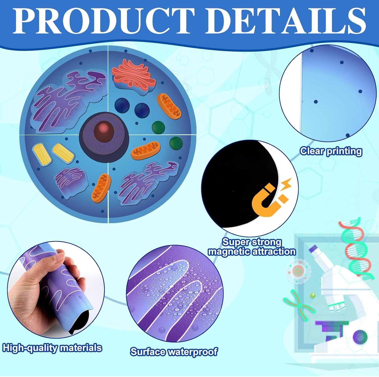wholesale magnetic animal and plant cell anatomy model clearly labeled animal cell model educational science kits for biology anatomy and science projects classroom learning teaching aid factory & supplier oem