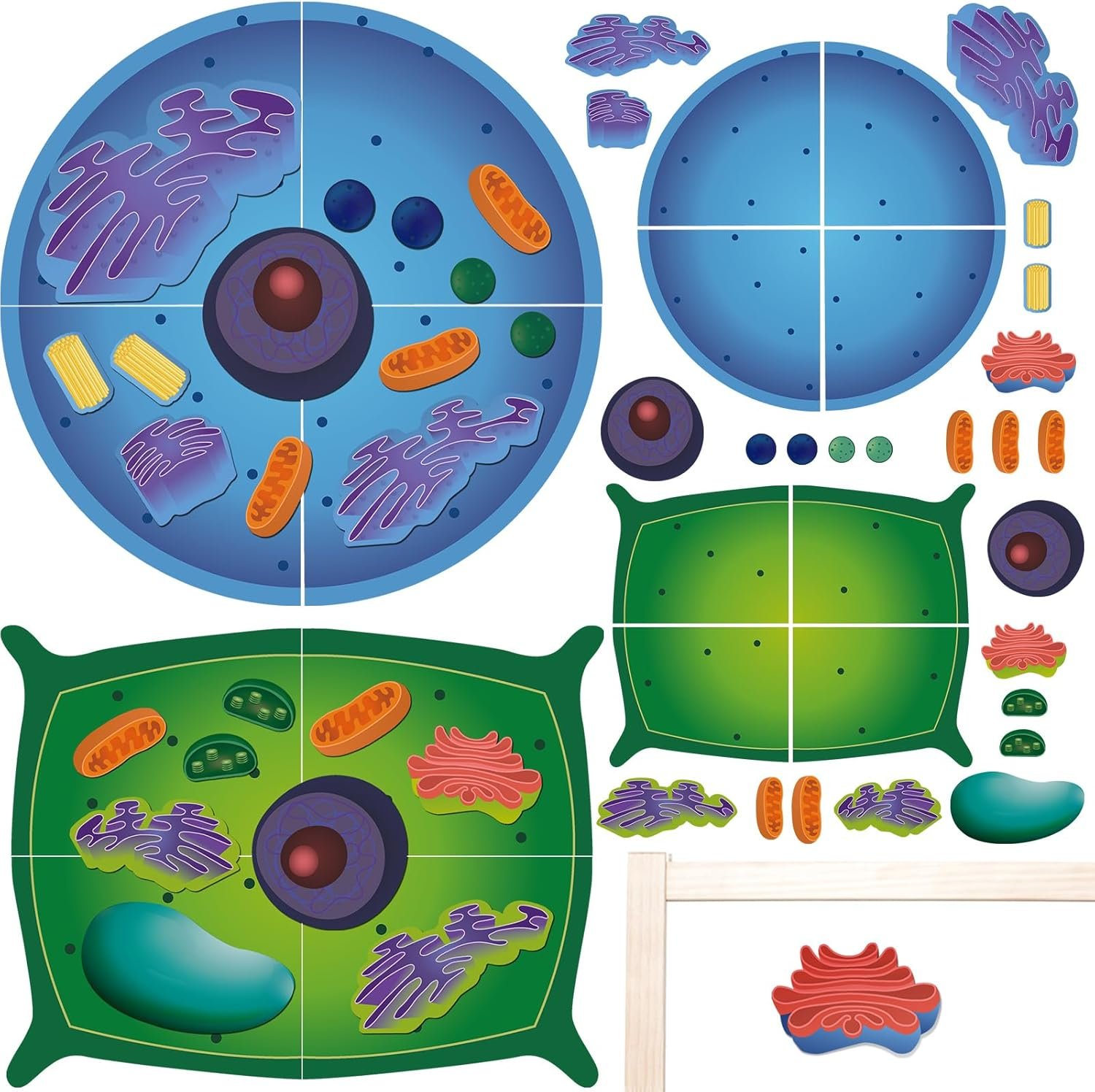 wholesale magnetic animal and plant cell anatomy model clearly labeled animal cell model educational science kits for biology anatomy and science projects classroom learning teaching aid factory & supplier oem