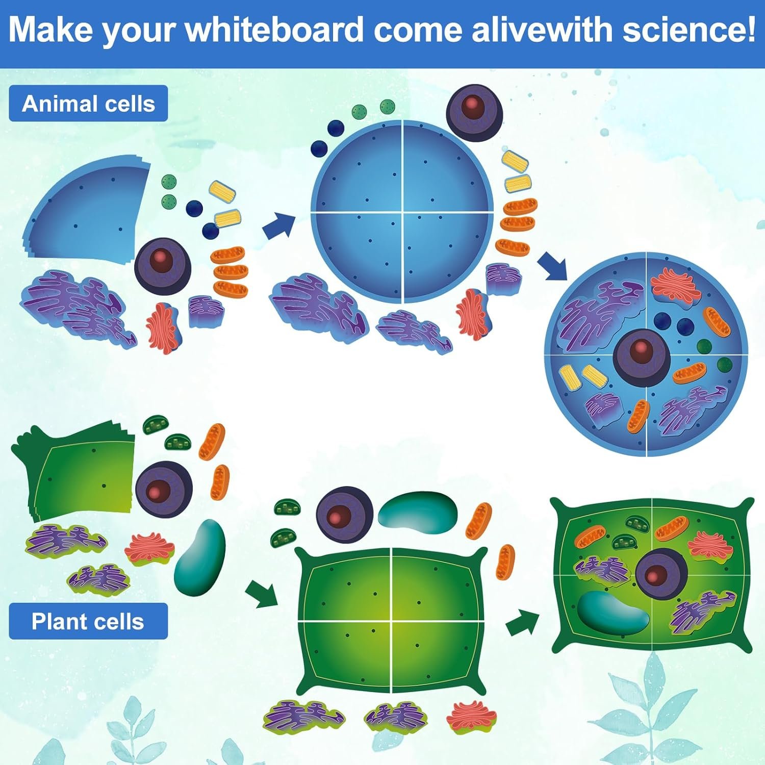 wholesale magnetic animal and plant cell anatomy model clearly labeled animal cell model educational science kits for biology anatomy and science projects classroom learning teaching aid factory & supplier oem