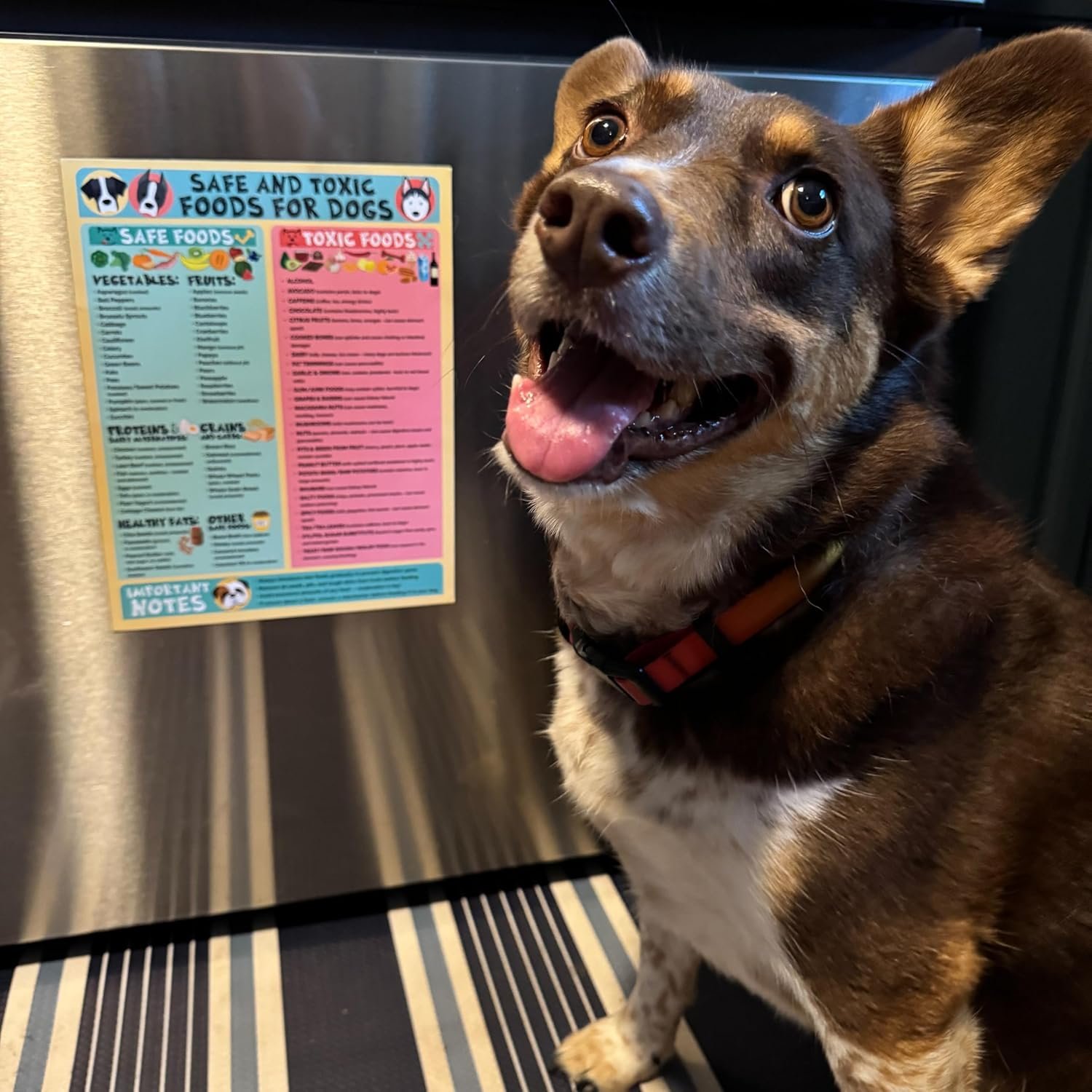 wholesale magnetic 8.5x11 safe and toxic foods for dogs magnet – pet safety chart and canine nutrition guide, waterproof & humidity- (pack of 1) factory & supplier oem