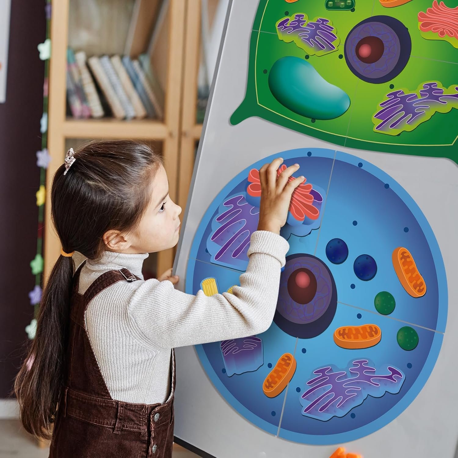wholesale magnetic animal and plant cell anatomy model clearly labeled animal cell model educational science kits for biology anatomy and science projects classroom learning teaching aid factory & supplier oem