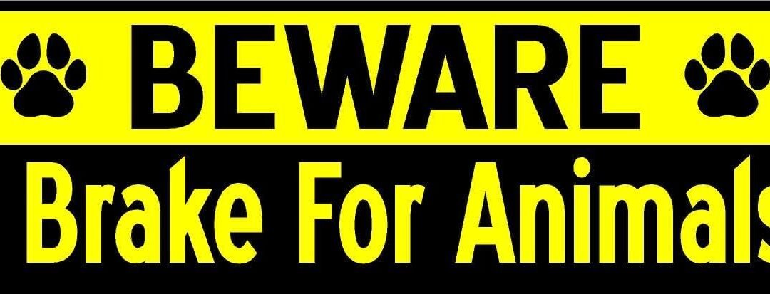 Wholesale Beware I Brake for Animals Driver 3 Pack Magnet Factory & Supplier OEM