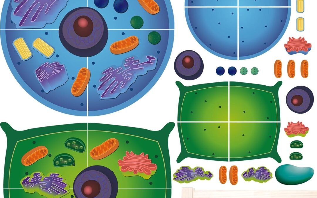 Wholesale Magnetic Animal and Plant Cell Anatomy Model Clearly Labeled Animal Cell Model Educational Science Kits for Biology Anatomy and Science Projects Classroom Learning Teaching Aid Factory & Supplier OEM