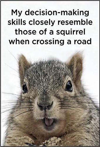 Wholesale My Decision-making Skills Closely Resemble Those Of A Squirrel When Crossing the Road. funny fridge magnet (ep) Factory & Supplier OEM